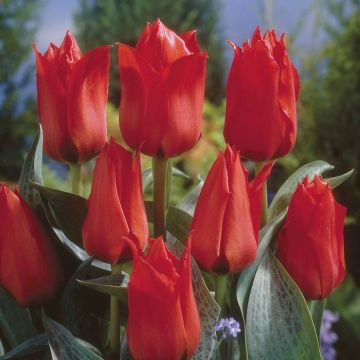 Tulipa Grower's Pride