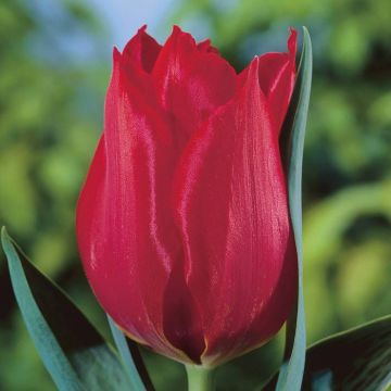 Tulipa Princesse Charmante