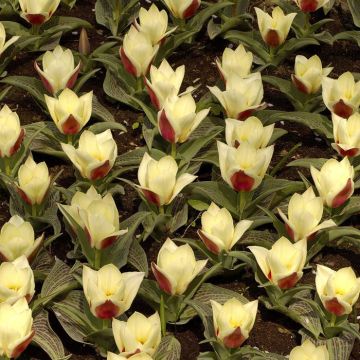 Tulipa Showtime