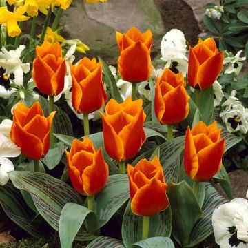 Tulipa Sun Dance