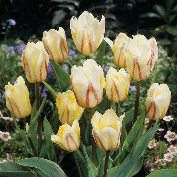 Tulipa White Fire