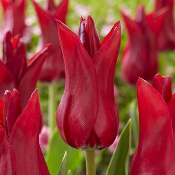 Tulipa Elegant Lady Red