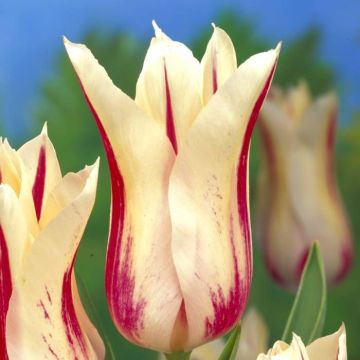 Tulipa Marilyn