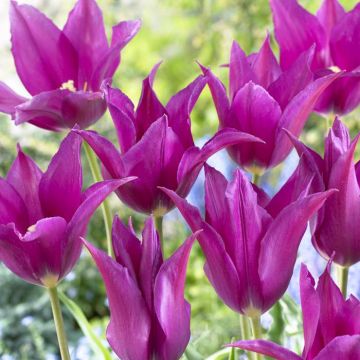 Tulipa Purple Dream