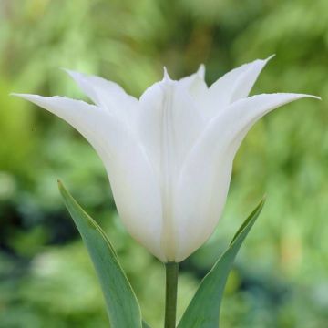 Tulipa Sapporo