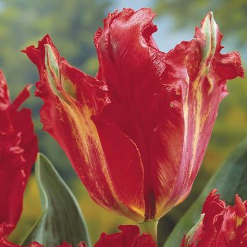 Tulipa Giant Parrot