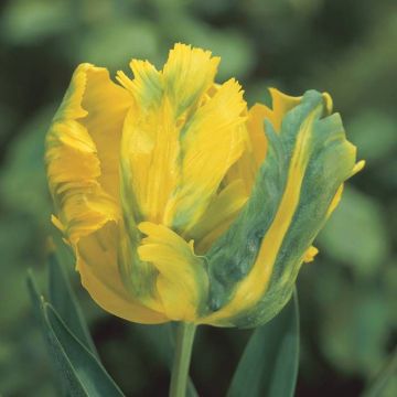 Tulipa Texas Gold