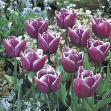 Tulipa Arabian Mystery