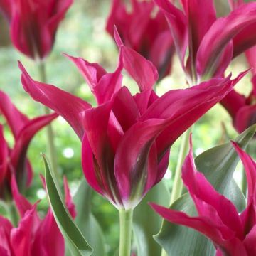 Tulipa Doll's Minuet