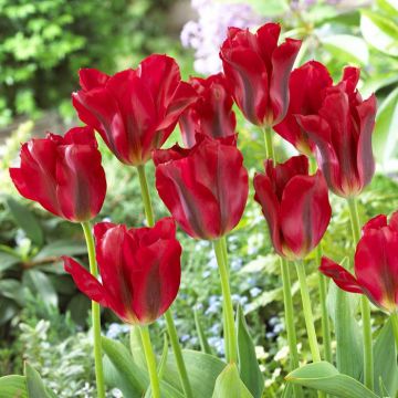 Tulipa Red Springgreen