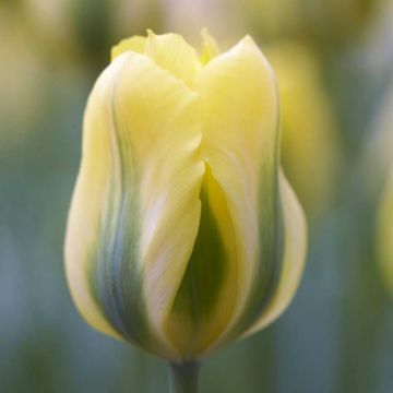 Tulipa Yellow Springgreen