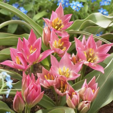 Tulipa aucheriana