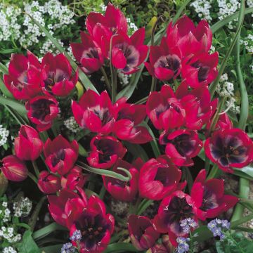 Tulipa Little Beauty