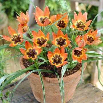 Tulipa Little Princess