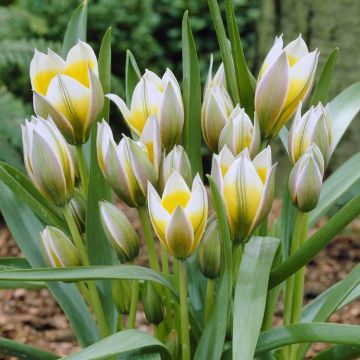 Tulipa Little Star