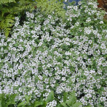Gypsophila cerastioides