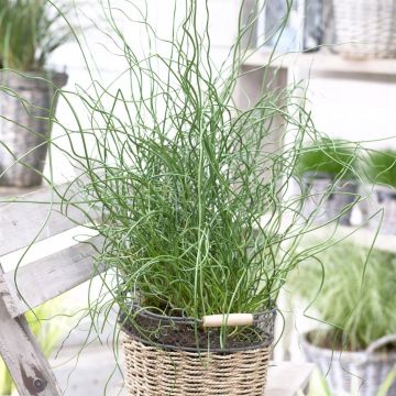 Juncus Spiralis 12 cm pot