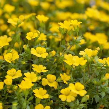 Mecardonia sundona Early Yellow 12 cm po