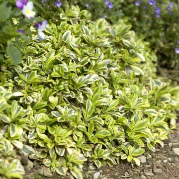 Arabis Ferdinand-cobourgii Old Gold 12 c