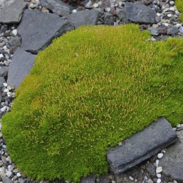 Scleranthus Uniflorus 12 cm pot