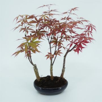 Bonsai Acer