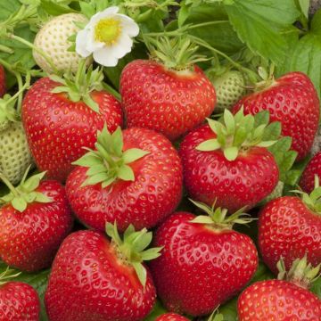 Fragaria x ananassa Elianny (Beltran)