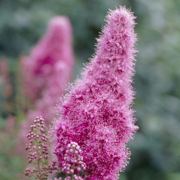 Spiraea Billiardii Triumphans 13 cm pot