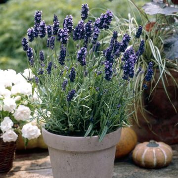 Lavendula Hidcote 23 cm pot