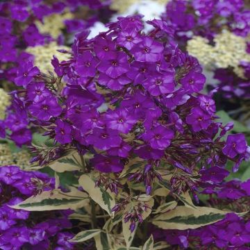 Phlox paniculata Harlequin(Purple)