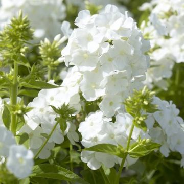 Phlox paniculata white