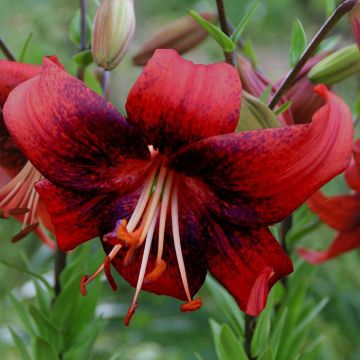 Strawberry Event (1)