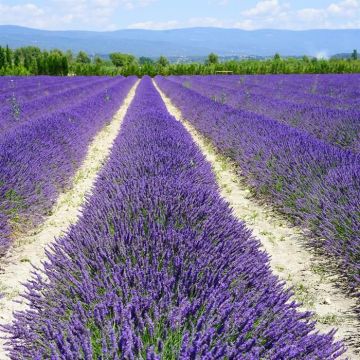 nature plant field meadow prairie flower 483651 pxhere