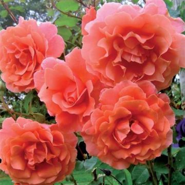 Climbing Rose Tropical Queen 11cm Pot