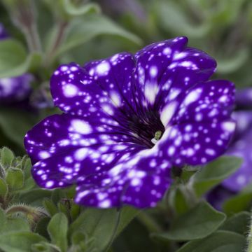 Petunia Night Sky