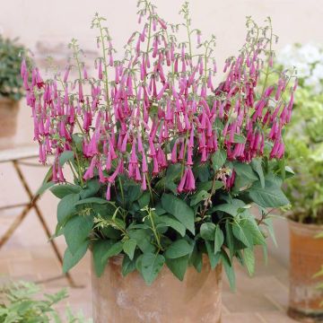 Phygelius Pink 17 cm pot