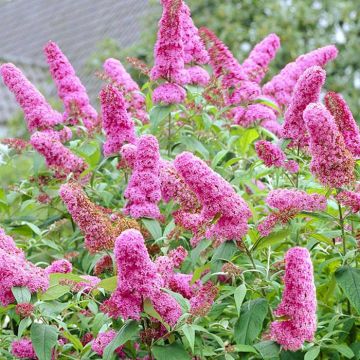 Buddleja davidii roze a03604