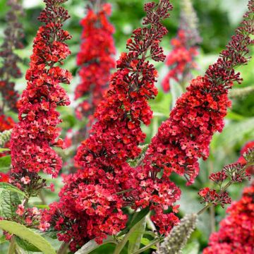 Buddleia purple red