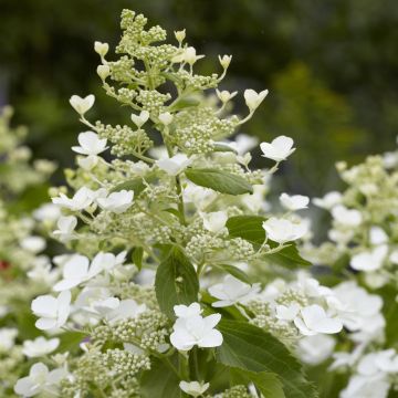 Hydrangea paniculata Levana 9 cm pot