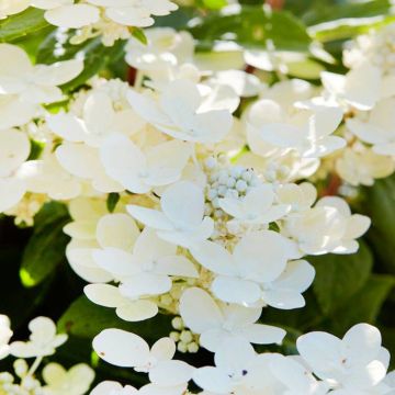 Hydrangea paniculata Polestar 14 cm pot