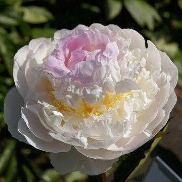Paeonia Blush Queen