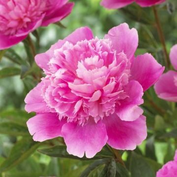 Paeonia Bouquet Perfect