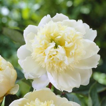 Paeonia Charles White