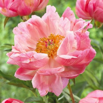 Paeonia Coral Charm