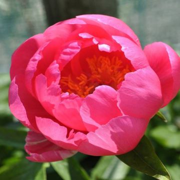 Paeonia Cytherea