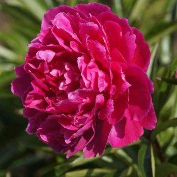 Paeonia Felix Supreme