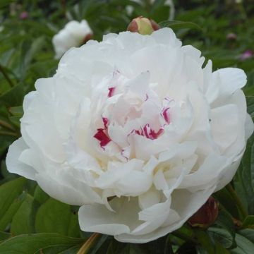 Paeonia Festiva Maxima