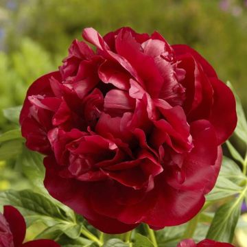 Paeonia Henry Bockstoce