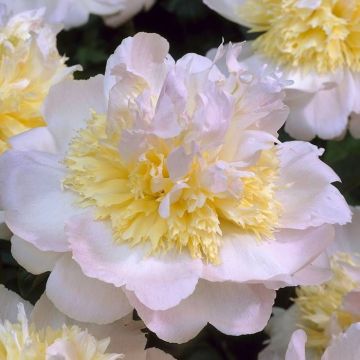 Paeonia Honey Gold
