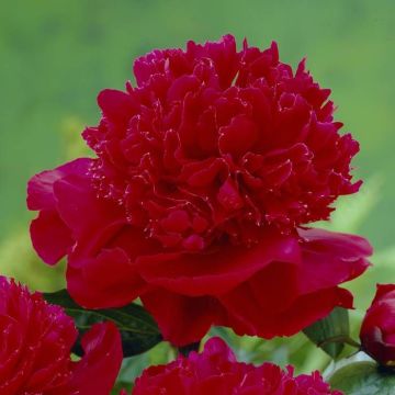 Paeonia Inspecteur Lavergne