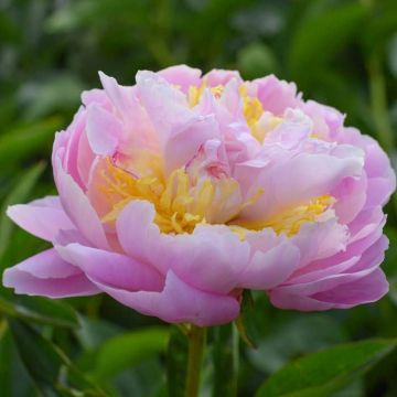 Paeonia Lavon